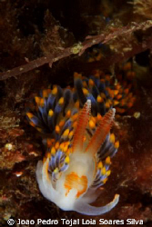 Berghia coerulescens shot aprox. 10m deep using a Canon E... by Joao Pedro Tojal Loia Soares Silva 
